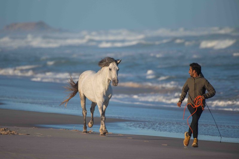 Mohamed Bicha marchant avec un cheval blanc en liberté sur la plage de Dakhla