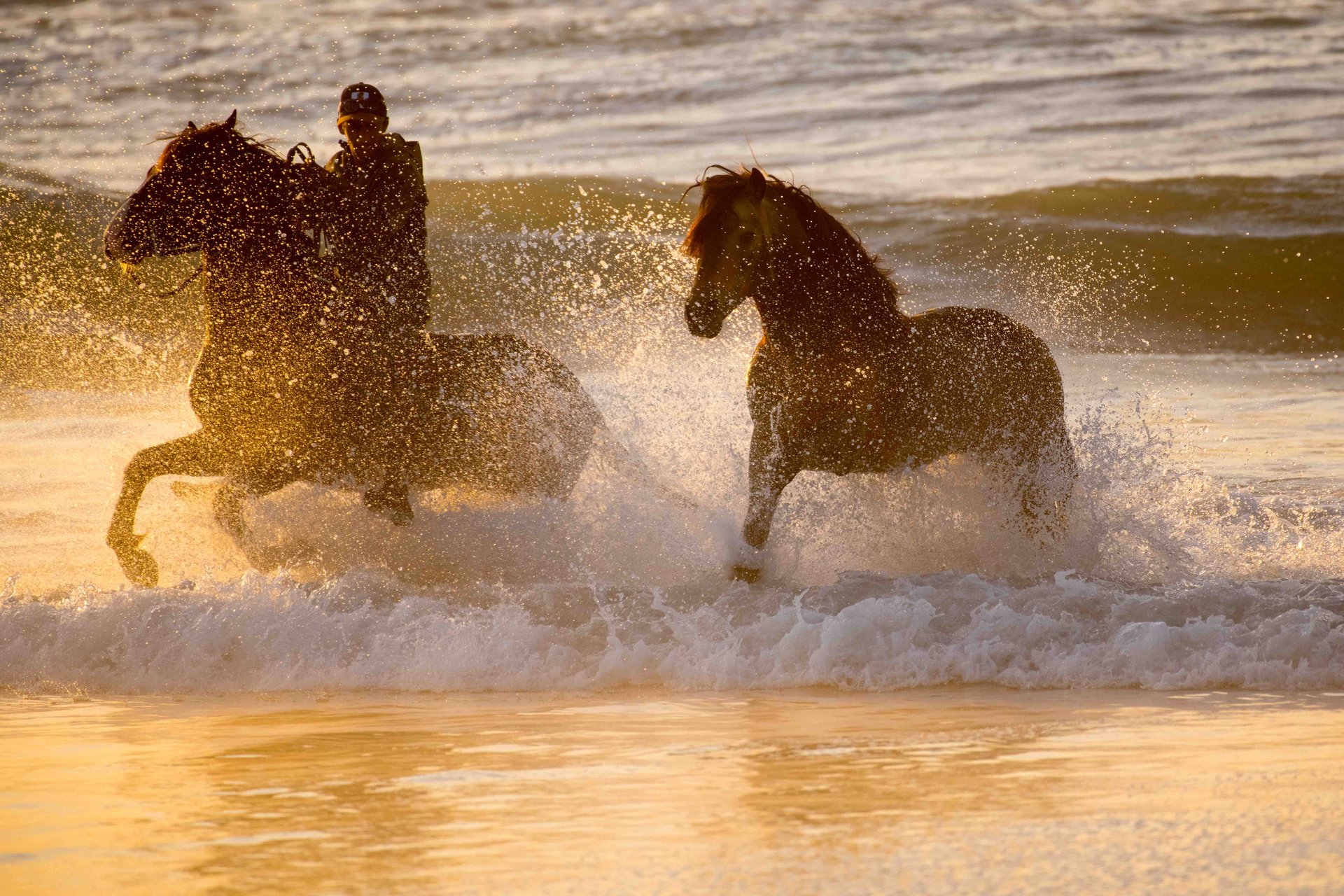 Cheval au galop sur la plage de Dakhla au coucher du soleil
