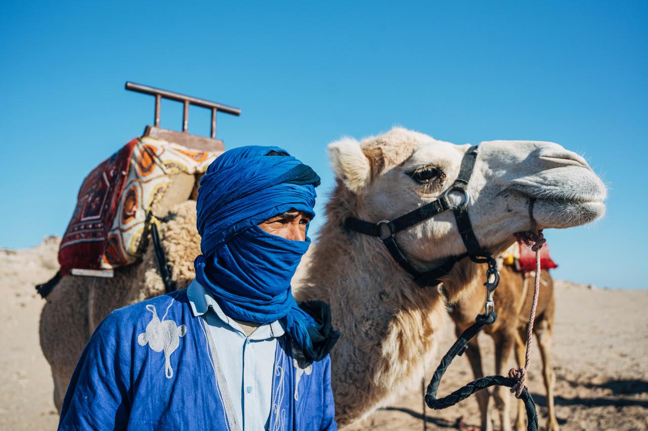Balade à dromadaire à Dakhla