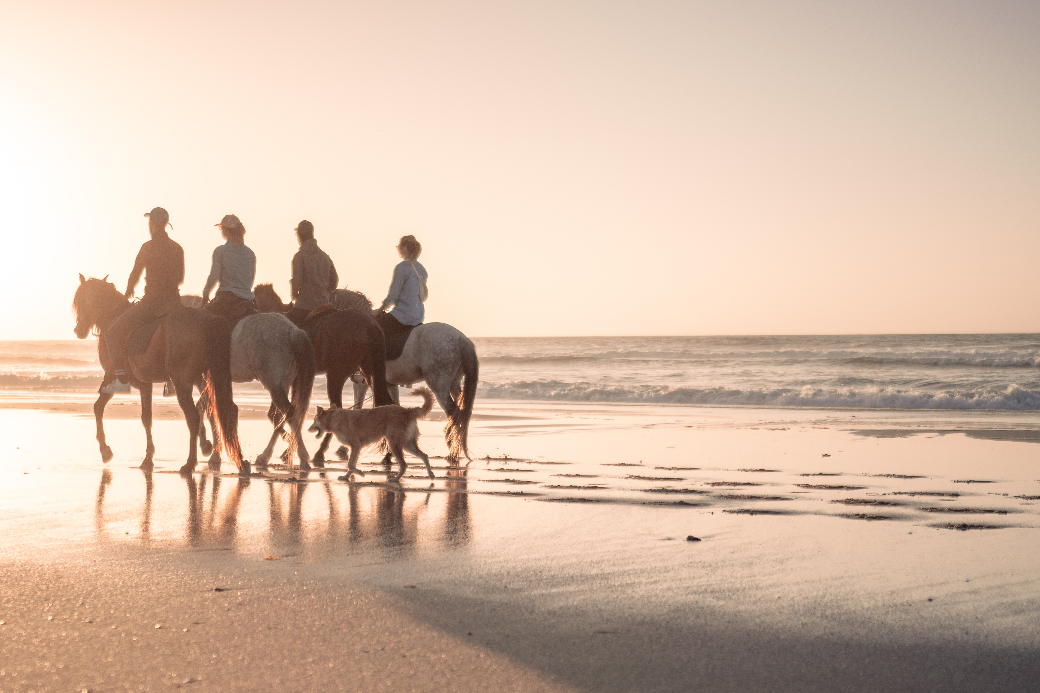 Cavaliers au coucher du soleil sur la plage de Dakhla