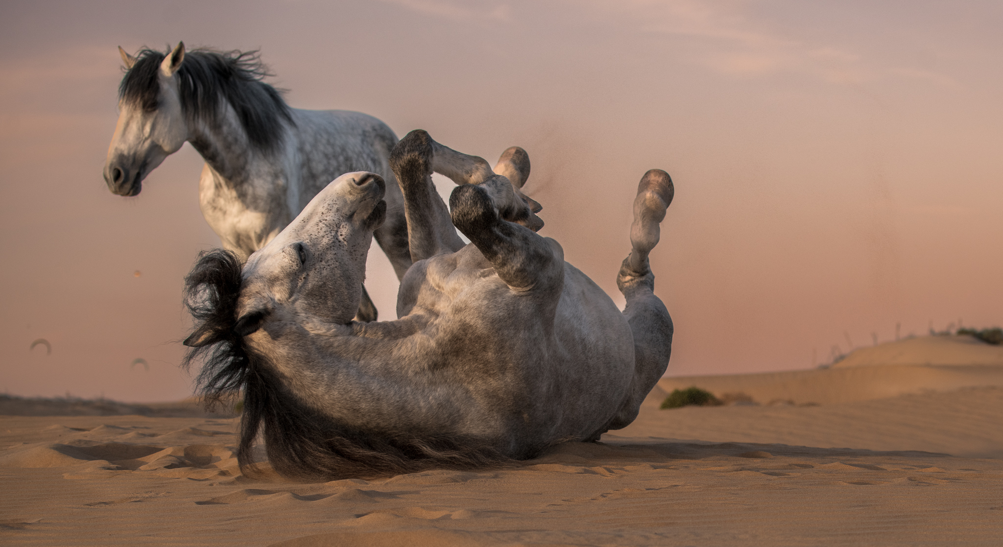Chevaux en liberté se roulant dans le sable au coucher du soleil à Dakhla