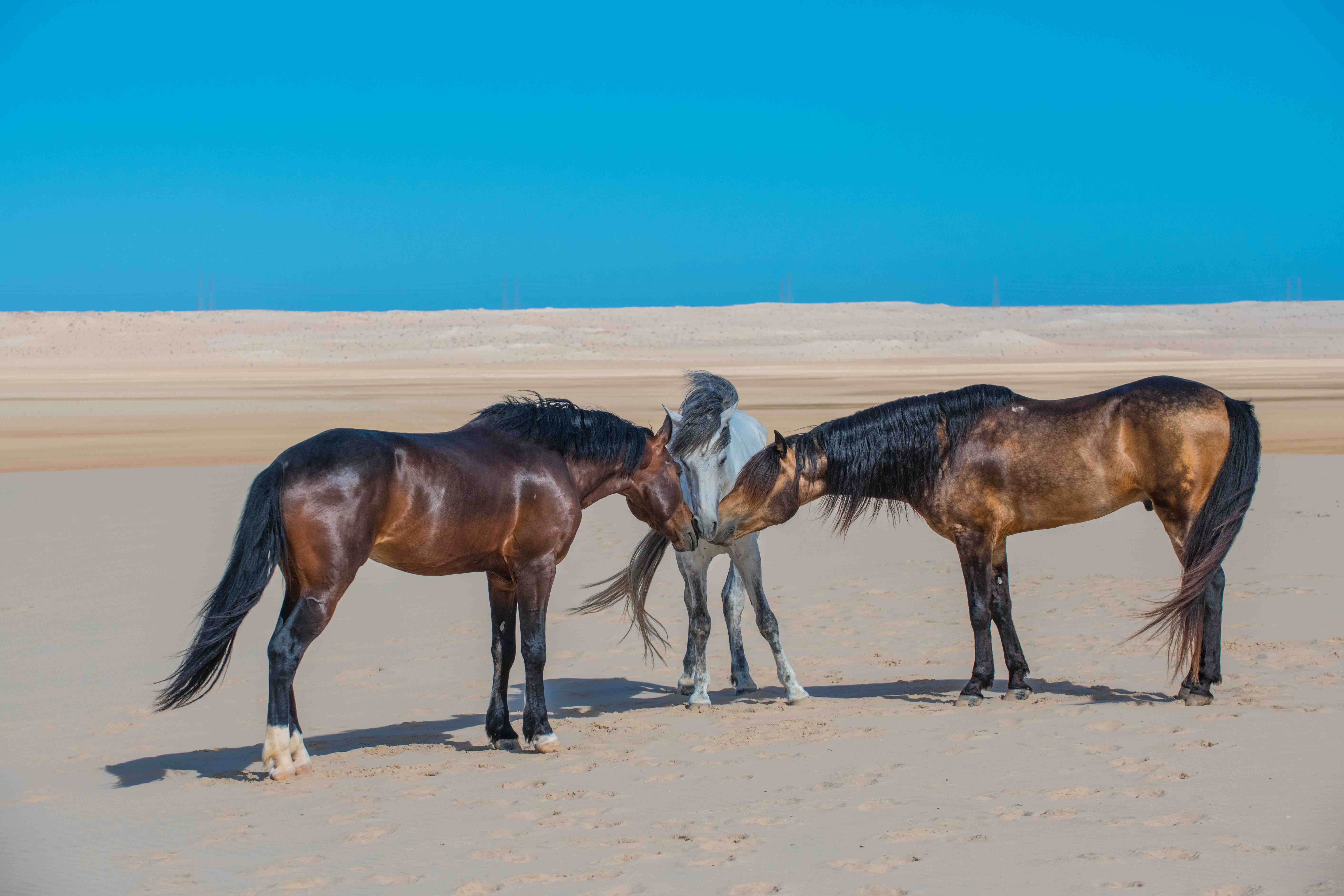 Trois chevaux arabe-barbe nez-à-nez en liberté sur la plage de Dakhla