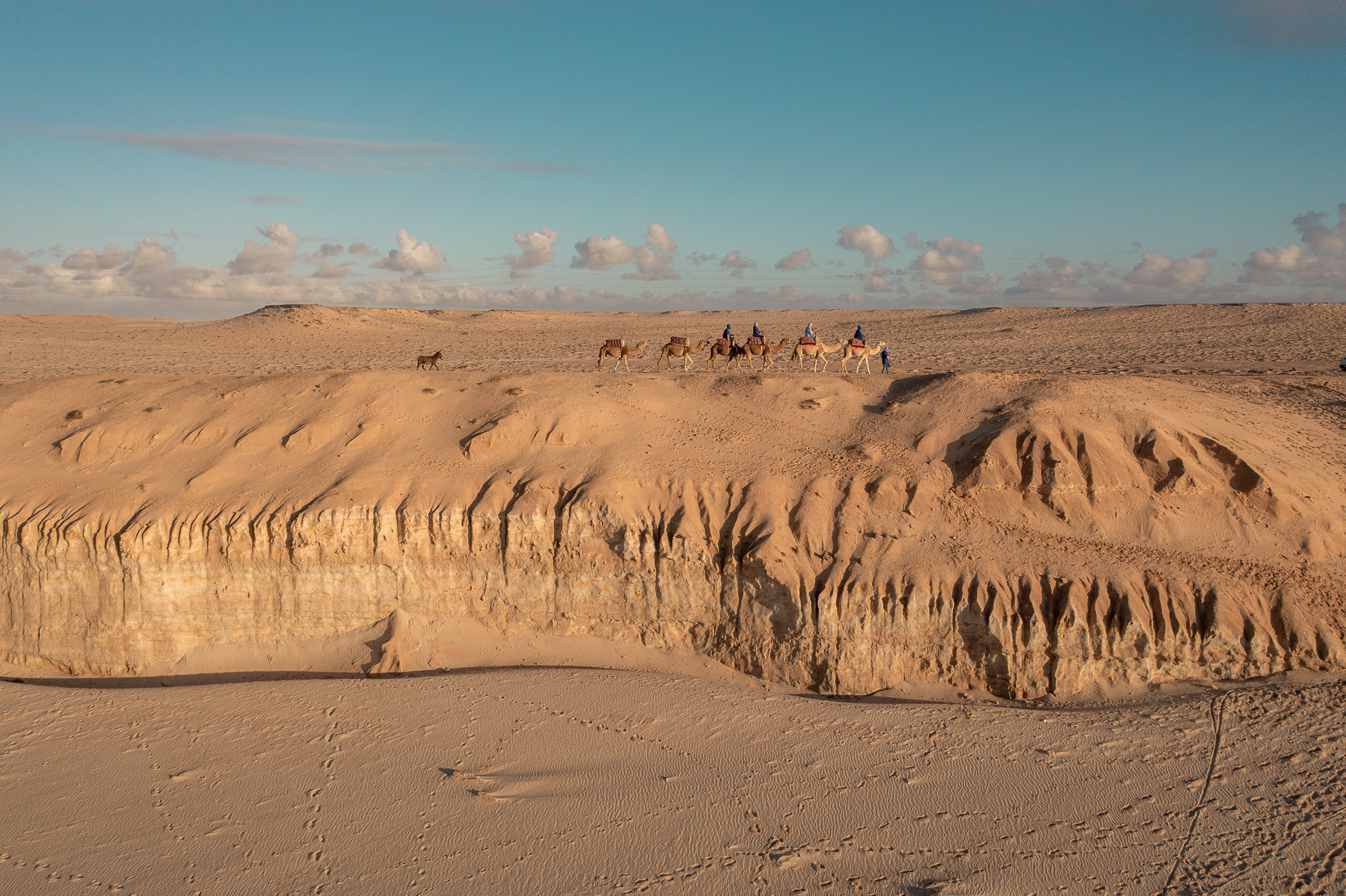 Vue aérienne de dromadaires traversant les falaises et dunes de Dakhla