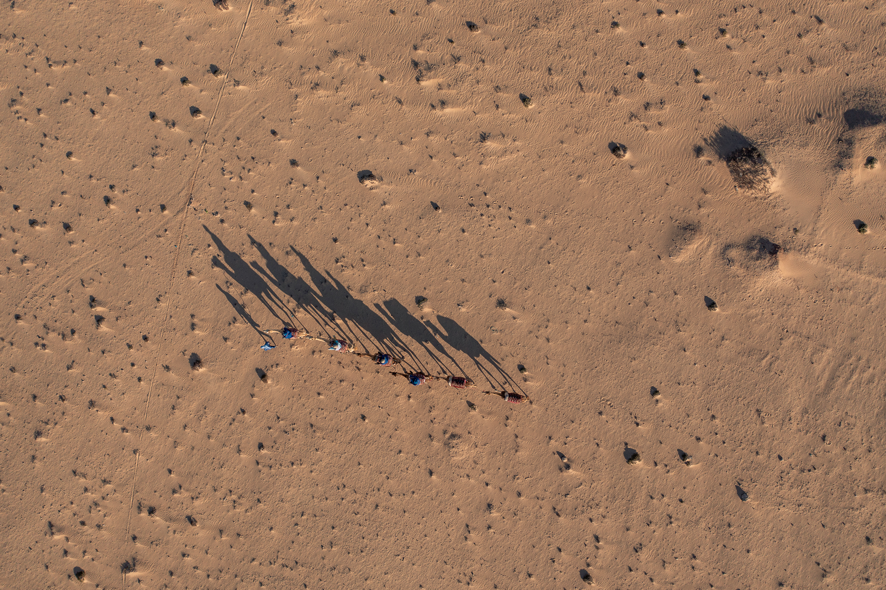 Ombres de dromadaires sur le sable — vue aérienne à Dakhla