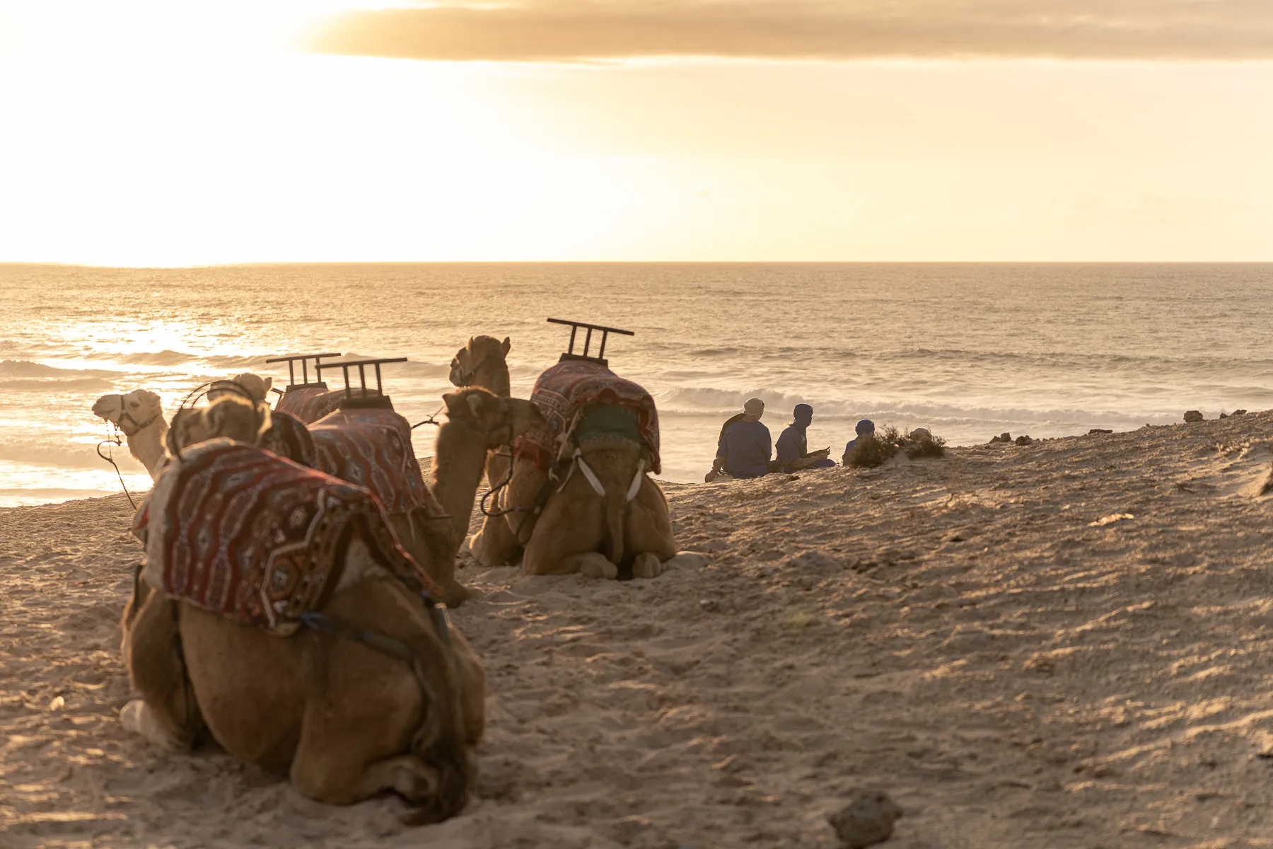 Balade à dromadaire au coucher du soleil à Dakhla