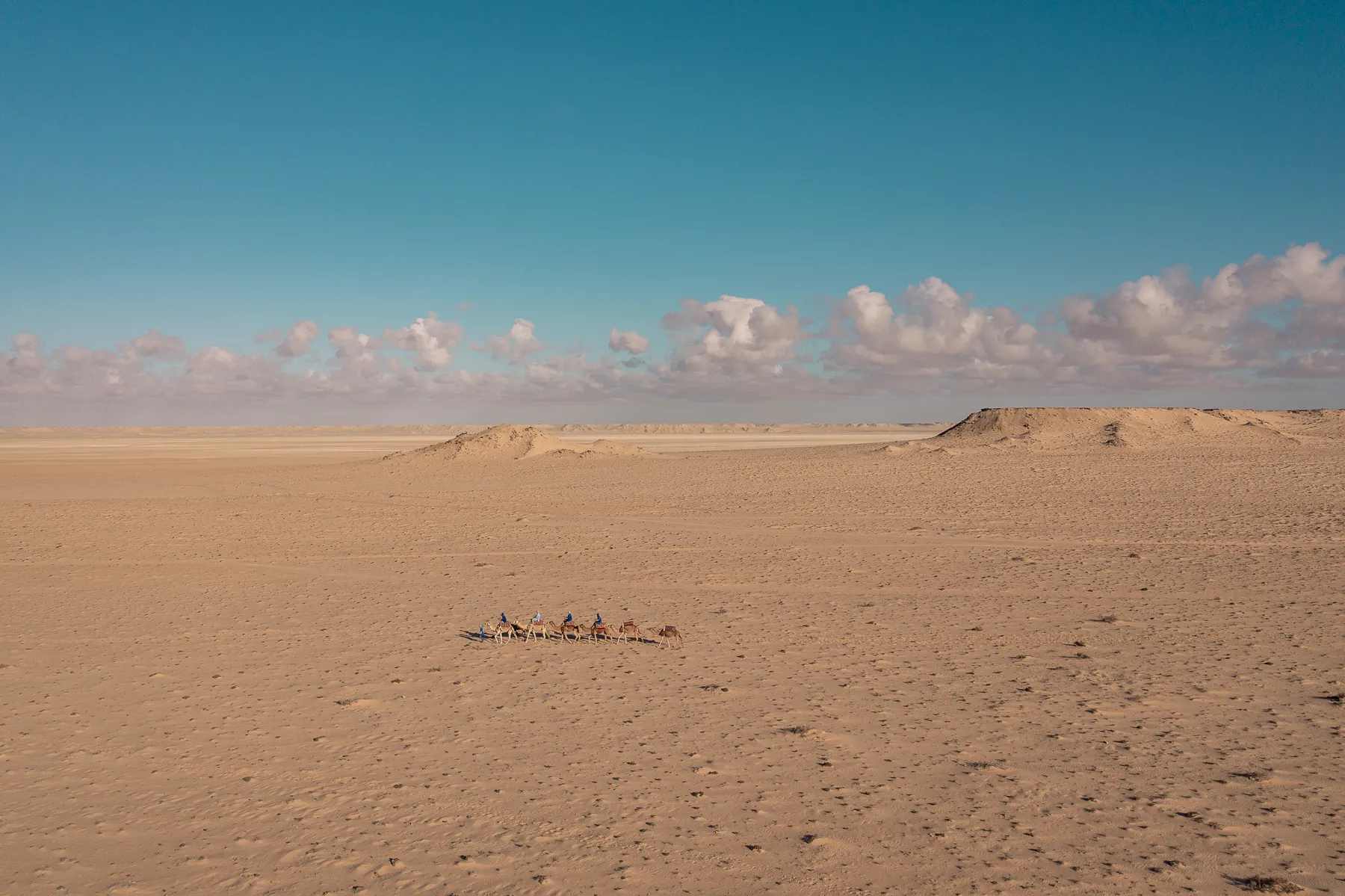 Dromadaires sur les falaises face à l'océan à Dakhla